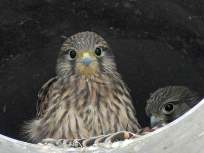 チョウゲンボウ