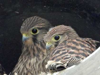 チョウゲンボウ