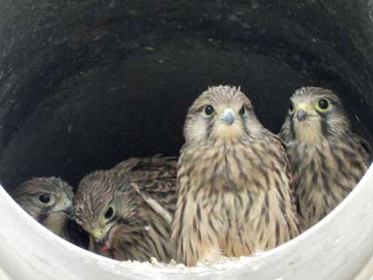 チョウゲンボウ