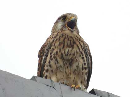 チョウゲンボウ