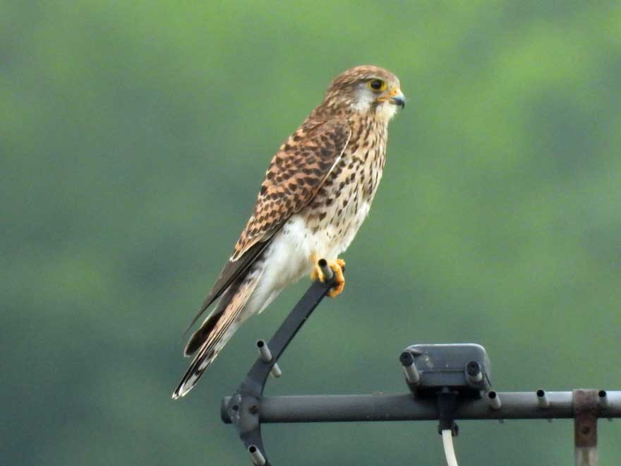 チョウゲンボウ