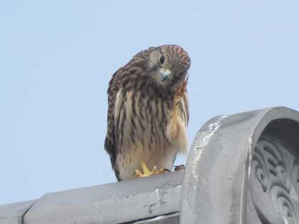 チョウゲンボウ