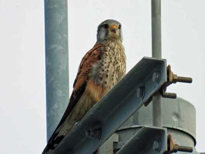 チョウゲンボウ