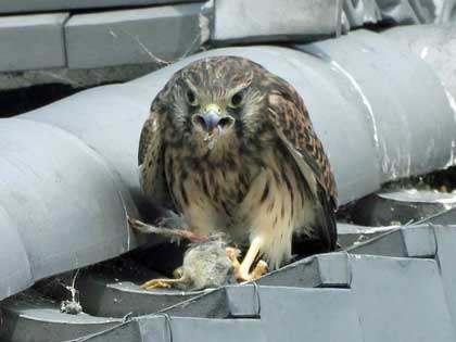 チョウゲンボウ