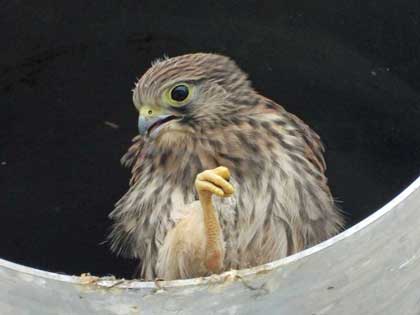 チョウゲンボウ