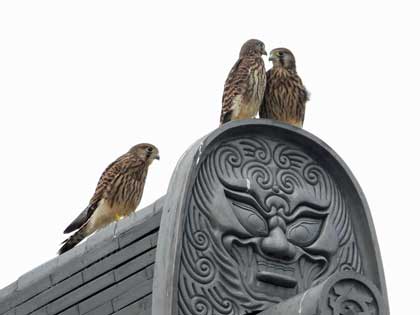 チョウゲンボウ