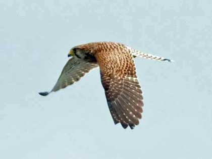 チョウゲンボウ