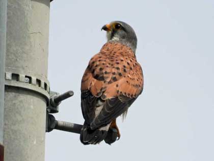 チョウゲンボウ