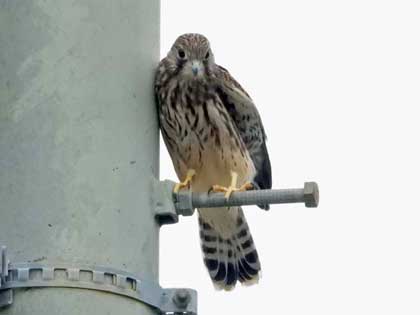 チョウゲンボウ