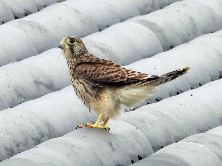 チョウゲンボウ