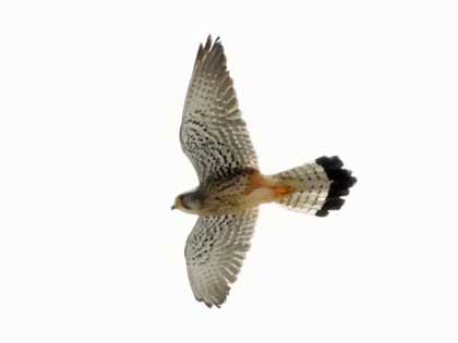 チョウゲンボウ