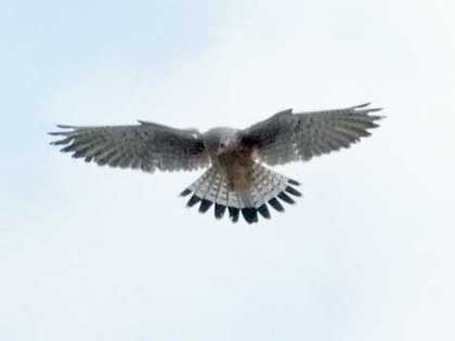 チョウゲンボウ