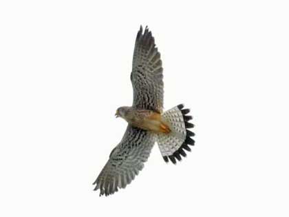 チョウゲンボウ