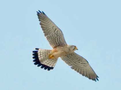 チョウゲンボウ