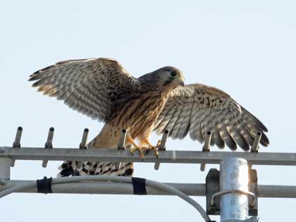 チョウゲンボウ