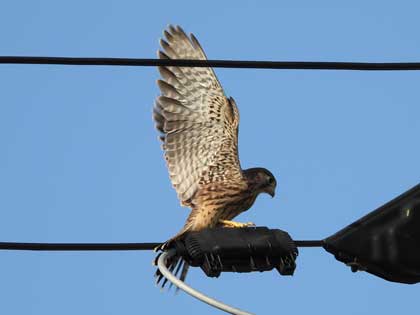 チョウゲンボウ