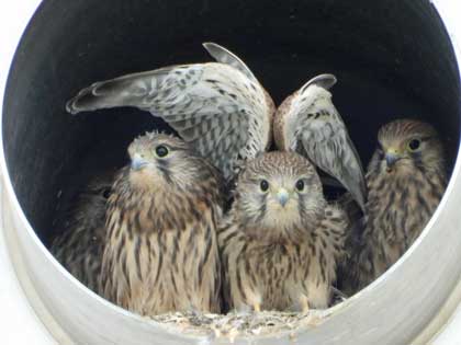 チョウゲンボウ