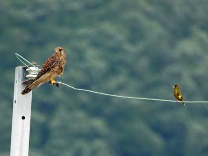 チョウゲンボウ