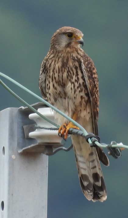 チョウゲンボウ