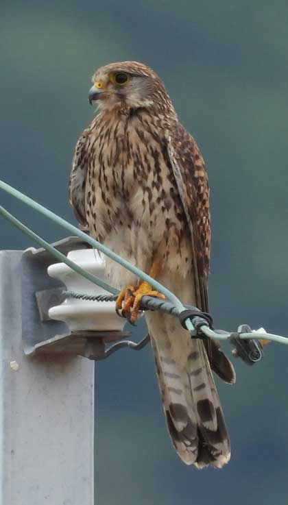 チョウゲンボウ