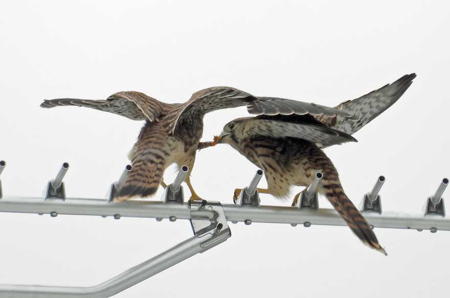 チョウゲンボウ