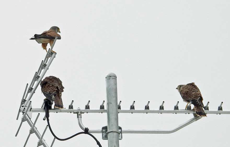 チョウゲンボウ