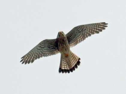 チョウゲンボウ