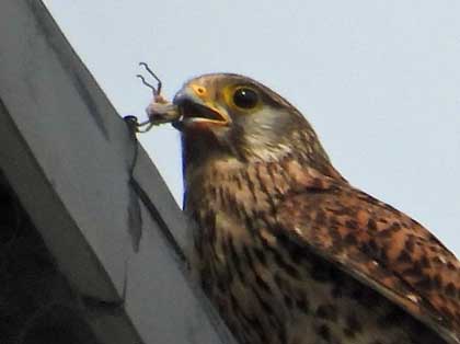 チョウゲンボウ