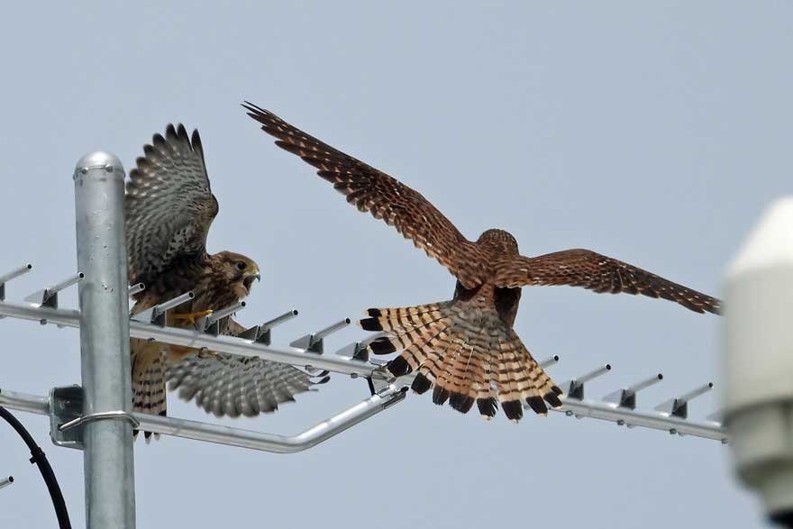 チョウゲンボウ