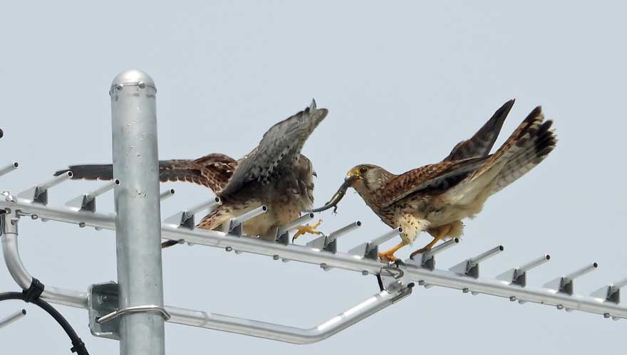 チョウゲンボウ
