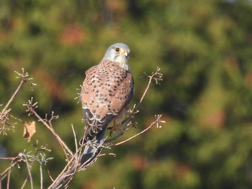 チョウゲンボウ