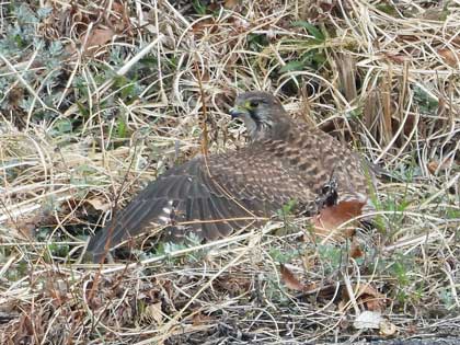 チョウゲンボウ