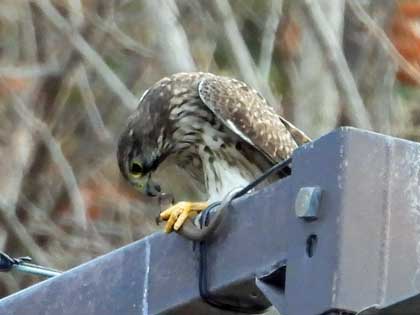 チョウゲンボウ
