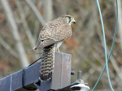 チョウゲンボウ