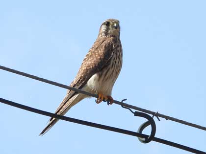 チョウゲンボウ