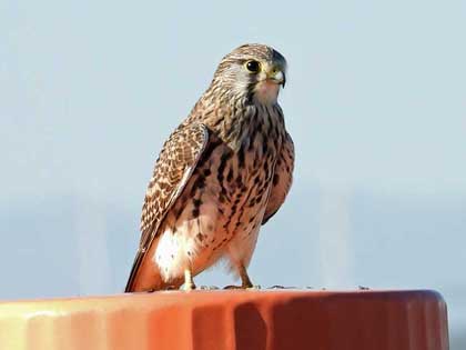 チョウゲンボウ