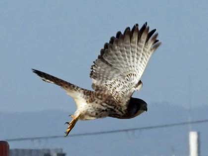 チョウゲンボウ