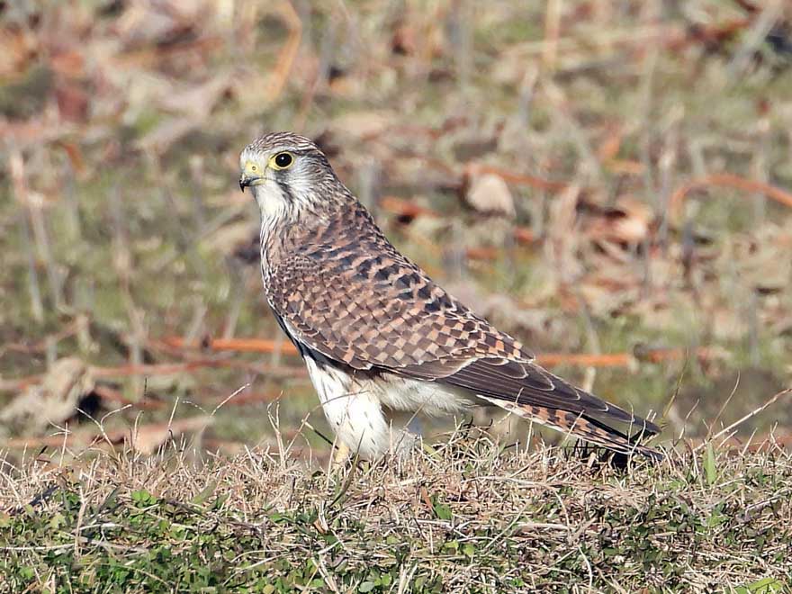 チョウゲンボウ