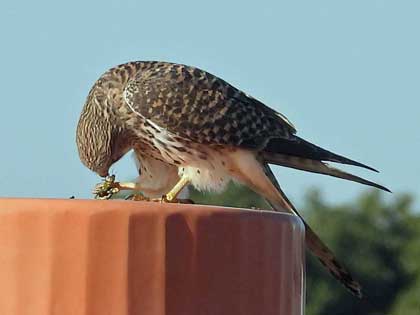 チョウゲンボウ
