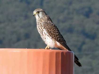 チョウゲンボウ