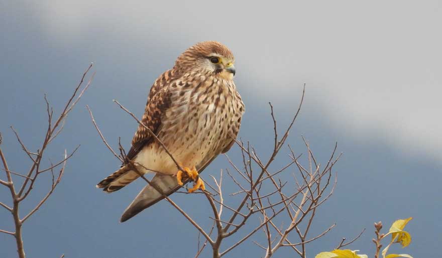 チョウゲンボウ