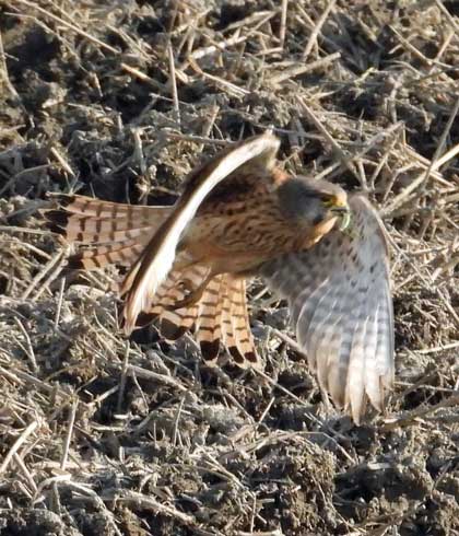 チョウゲンボウ