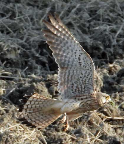 チョウゲンボウ