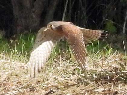 チョウゲンボウ