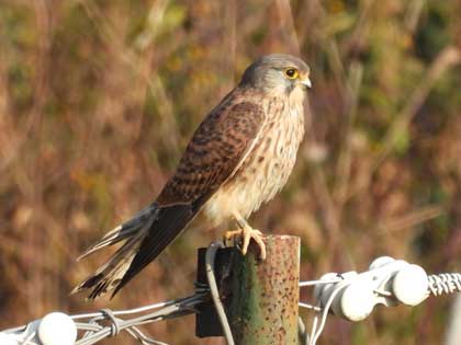 チョウゲンボウ