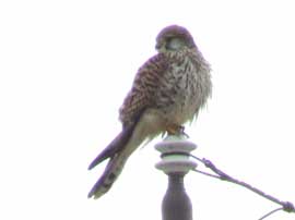 チョウゲンボウ