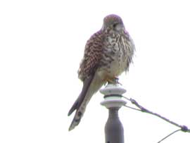 チョウゲンボウ