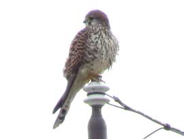 チョウゲンボウ