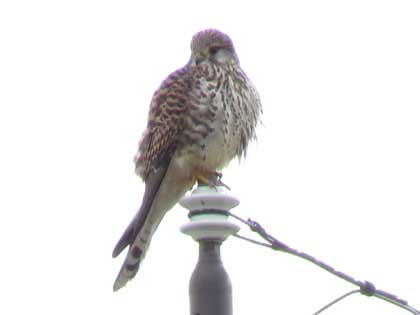 チョウゲンボウ