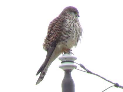 チョウゲンボウ